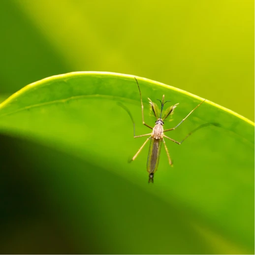 ml_petroline_mosquito