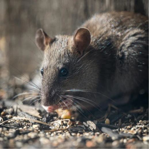 ml_petroline_mouse_img